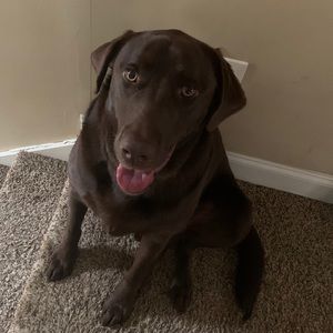 Meet your Posher, Denise